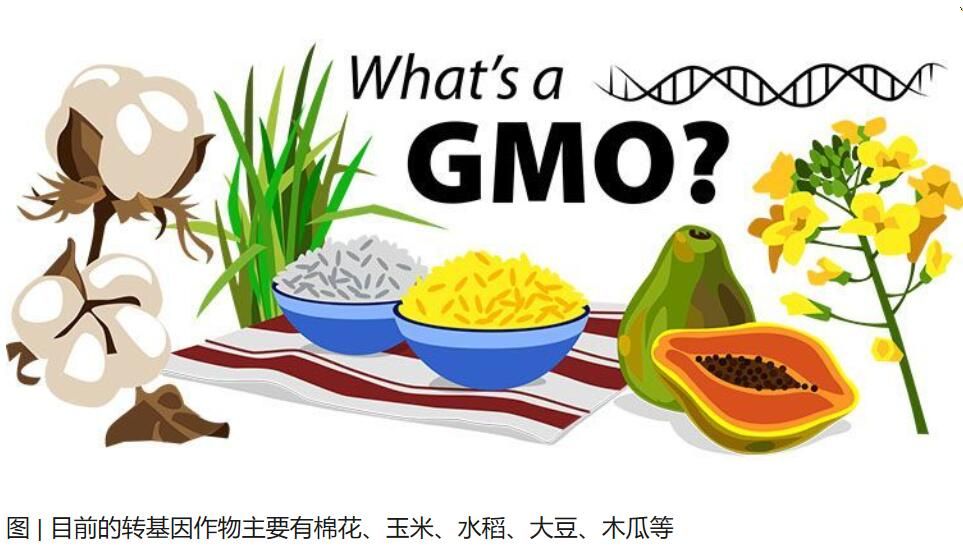 轉(zhuǎn)基因食品：究竟是天使還是魔鬼？